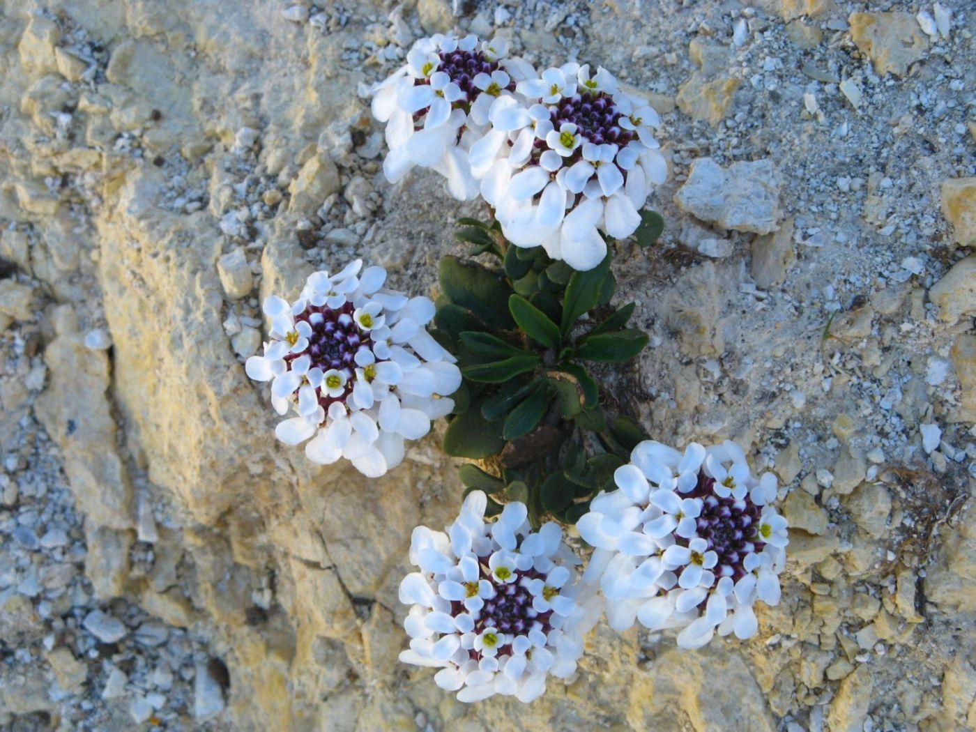 Iberis semperflorens